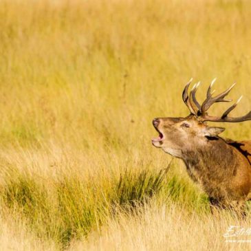 Le brame du cerf à Richmond Park (Londres)