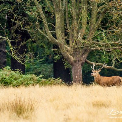 Cerf élaphe brame