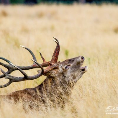 Cerf élaphe brame