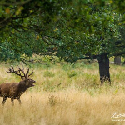 Cerf élaphe brame