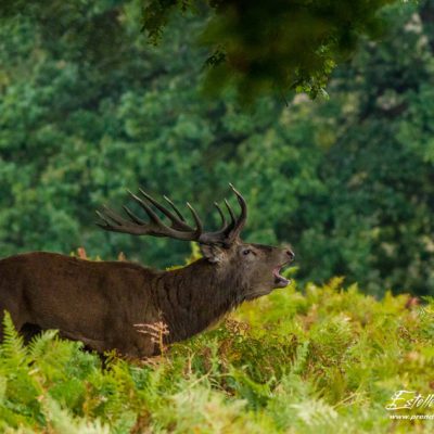 Cerf élaphe brame