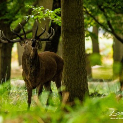 Cerf élaphe brame