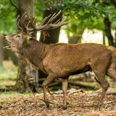 Cerf élaphe brame