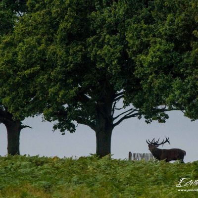 Cerf élaphe brame