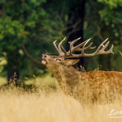 Cerf élaphe brame