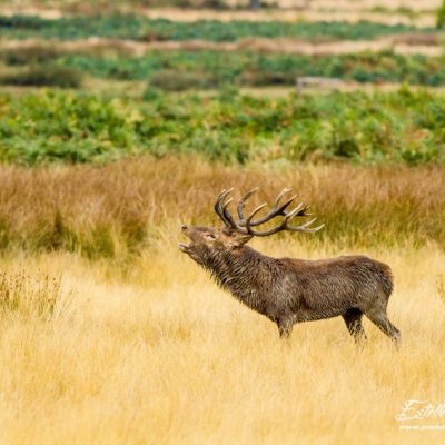 Cerf élaphe brame