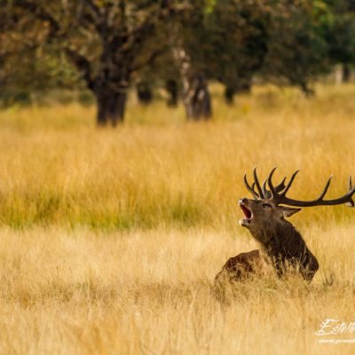 Cerf élaphe brame