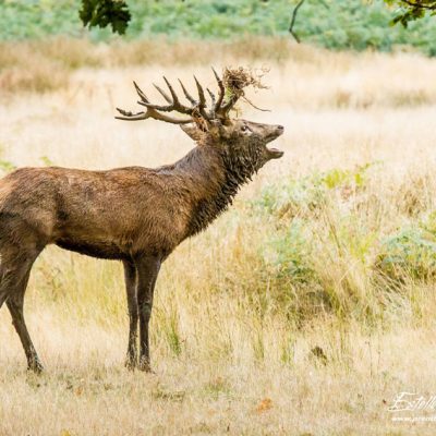 Cerf élaphe brame