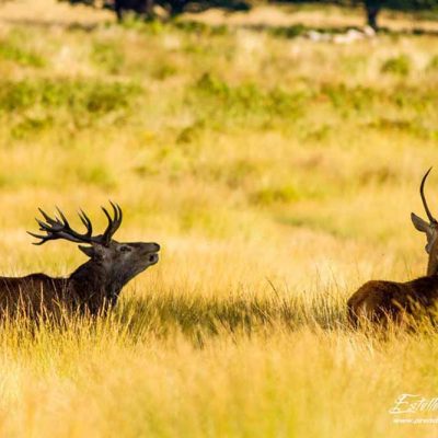 Cerf élaphe chasse un jeune mâle