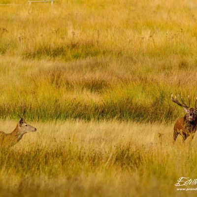 Cerf élaphe chasse un jeune mâle