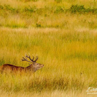 Cerf élaphe chasse un jeune mâle