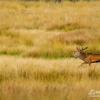 Cerf élaphe chasse un jeune mâle