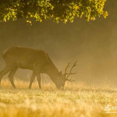 Cerf élaphe