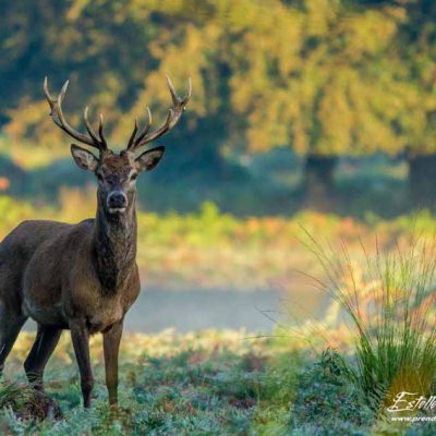 Cerf élaphe