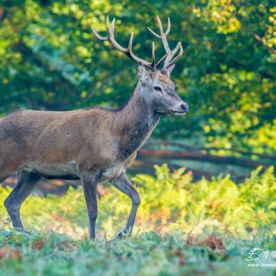 Cerf élaphe