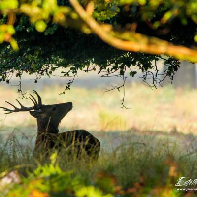 Cerf élaphe