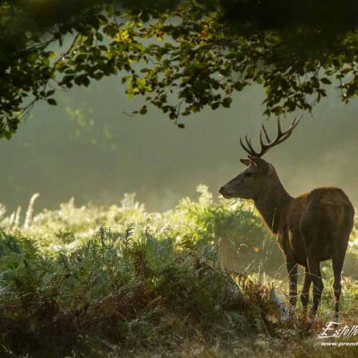 Cerf élaphe