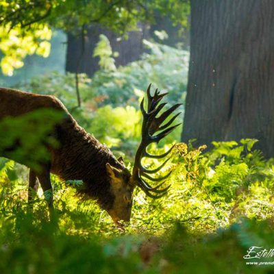 Cerf élaphe