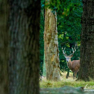 Cerf élaphe