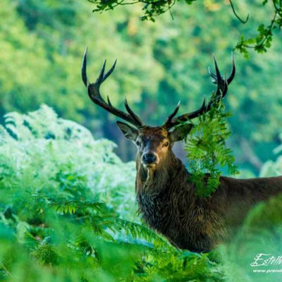 Cerf élaphe