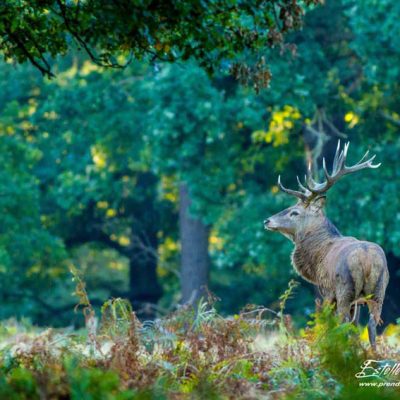 Cerf élaphe