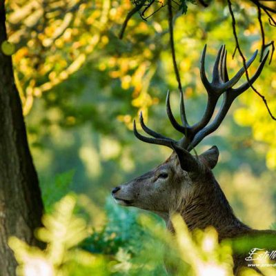 Cerf élaphe