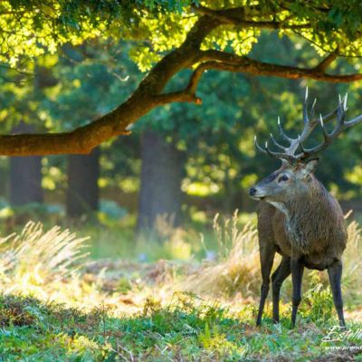 Cerf élaphe