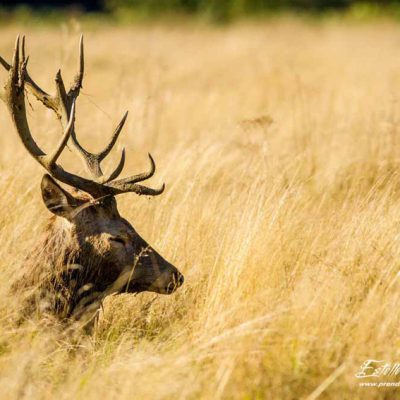 Cerf élaphe_repos