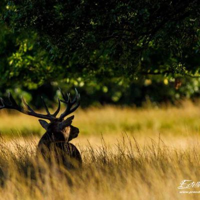 Cerf élaphe