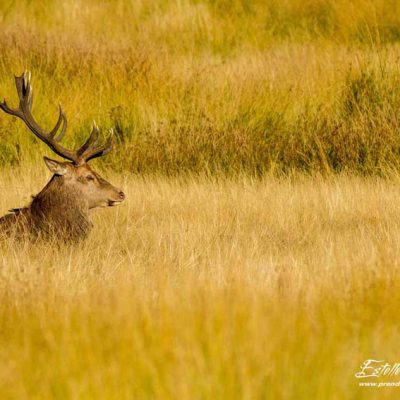 Cerf élaphe_repos