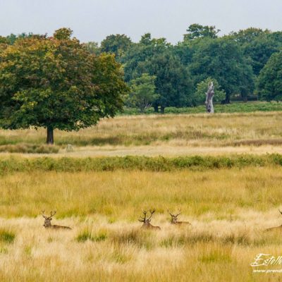 Cerf élaphe_repos