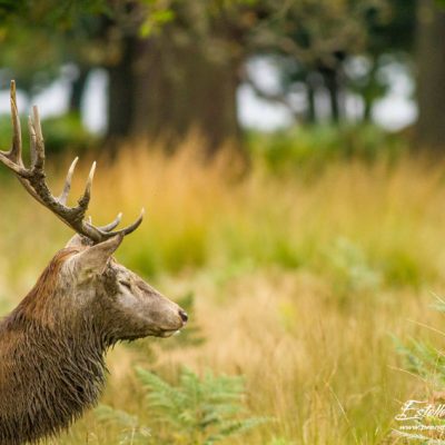 Cerf élaphe_repos