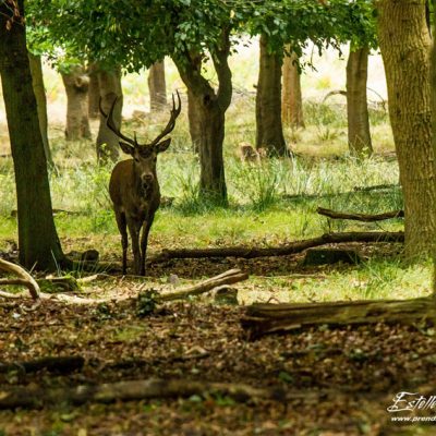 Cerf élaphe