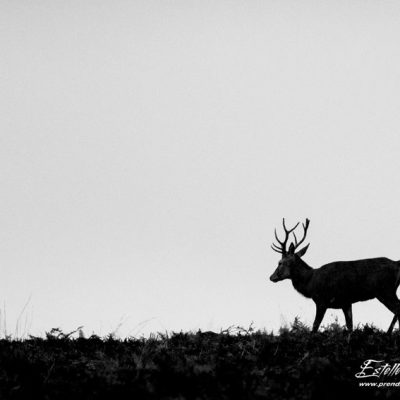 Cerf élaphe