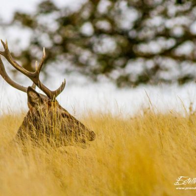 Cerf élaphe