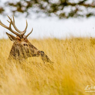 Cerf élaphe_repos