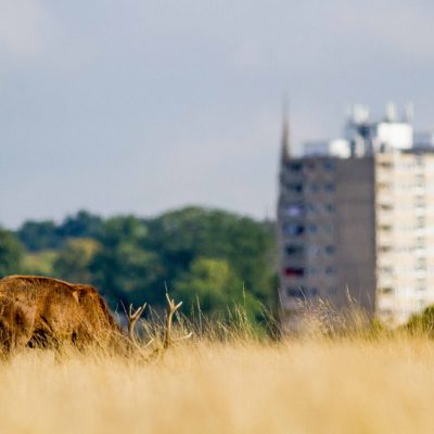 Cerf élaphe et immeuble