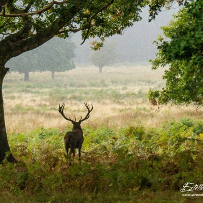 Cerf élaphe