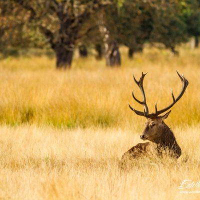 Cerf élaphe_repos