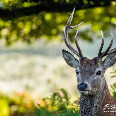 Cerf élaphe