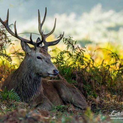 Cerf élaphe_repos