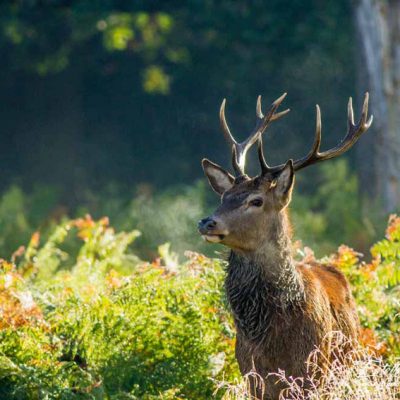 Cerf élaphe