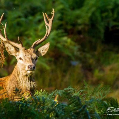 Cerf élaphe