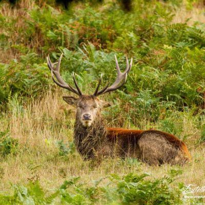 Cerf élaphe_repos