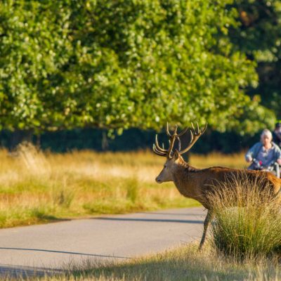 Cerf élaphe et cycliste