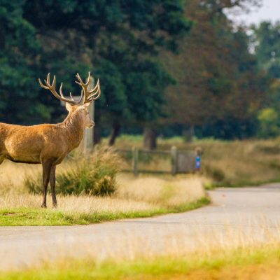 Cerf élaphe et cycliste