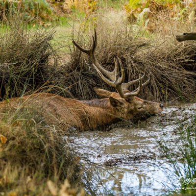 Cerf élaphe à la souille