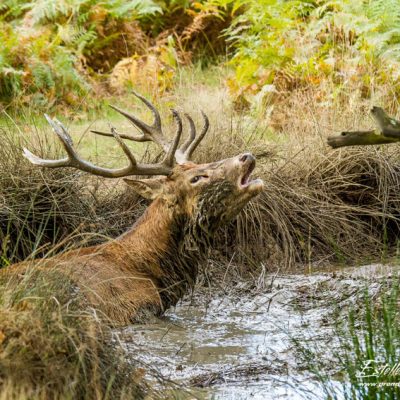 Cerf élaphe à la souille