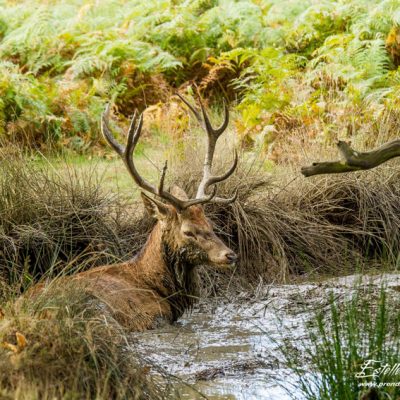 Cerf élaphe à la souille