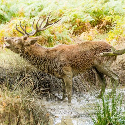 Cerf élaphe à la souille